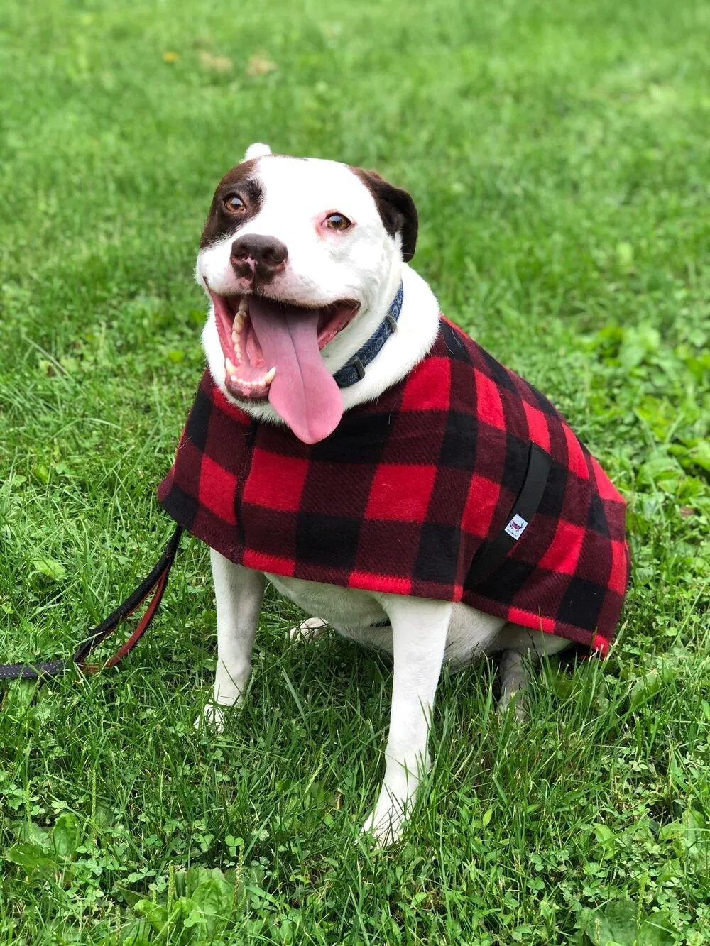 SnugPups Double Lined Poly Fleece Coats with Ruffles